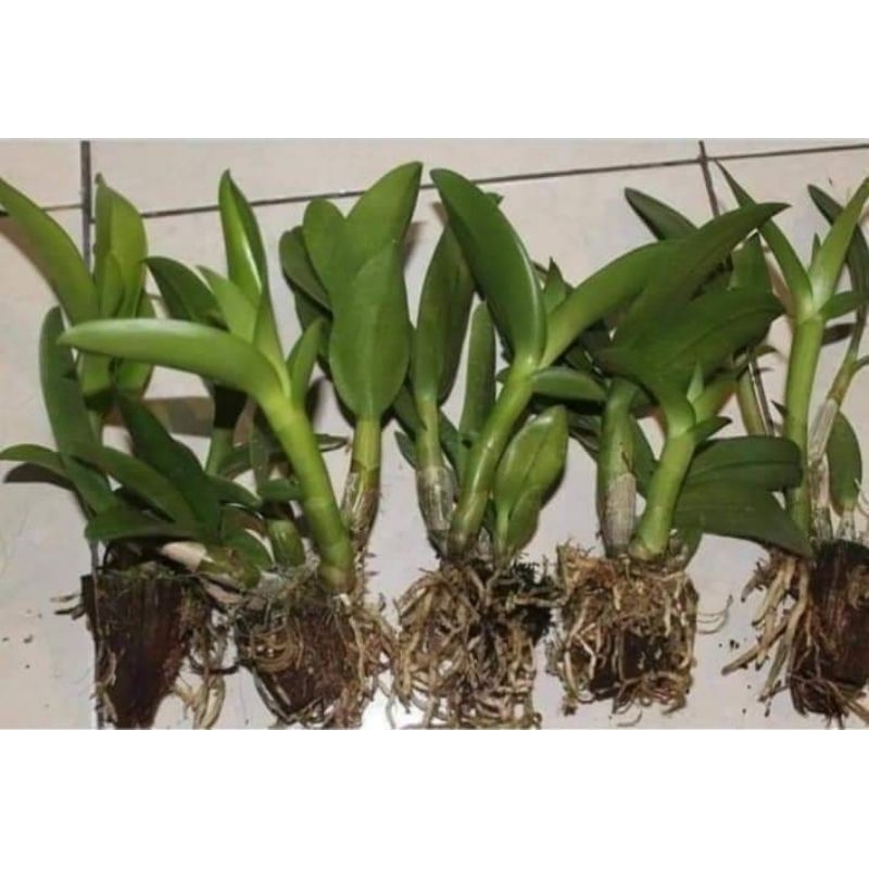 Anggrek Dendrobium Remaja Jumbo Murah clone import Bangkok Original Plant