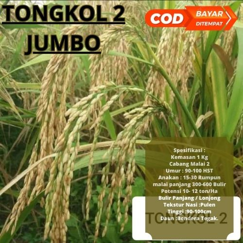 Benih Bibit Padi Tongkol2 1kg / Bibit Padi Tongkol 2 1kg Berkualitas