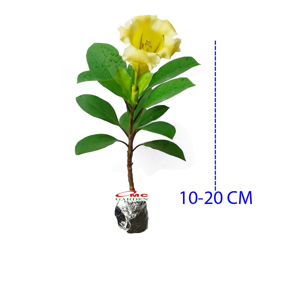 Bunga Cangkir Mas Terompet Solandra Grandiflora Tanaman Hias 1020