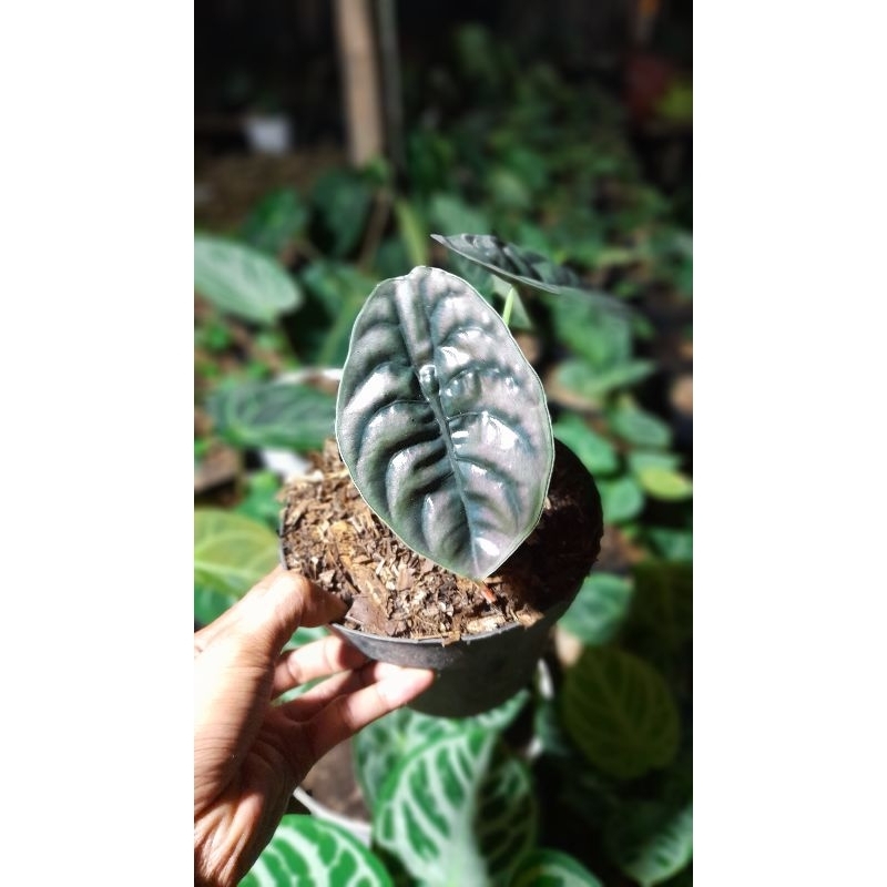 alocasia cuprea