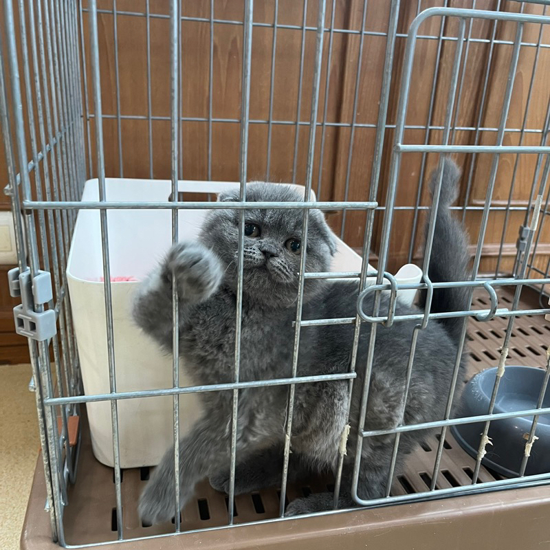 kucing BSH mix SF