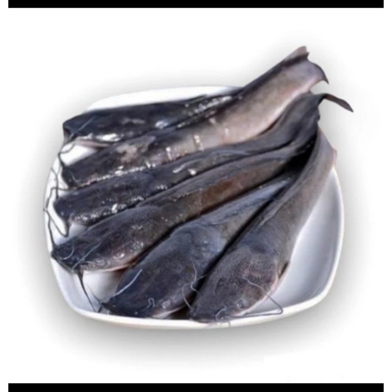 

IKAN LELE SEGAR FRESH (Bukan Frozen) 1 kg FREE DIBERSIHKAN