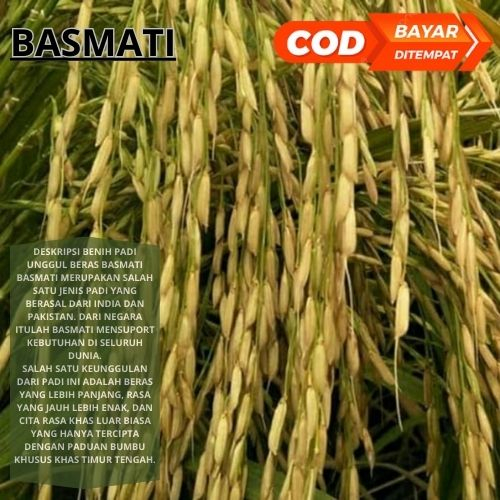 Benih Bibit Padi Basmati 1kg Berkualitas