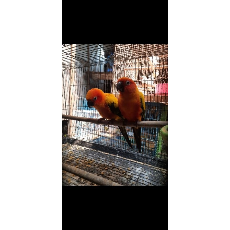 Sunconure sepasang siap produksi
