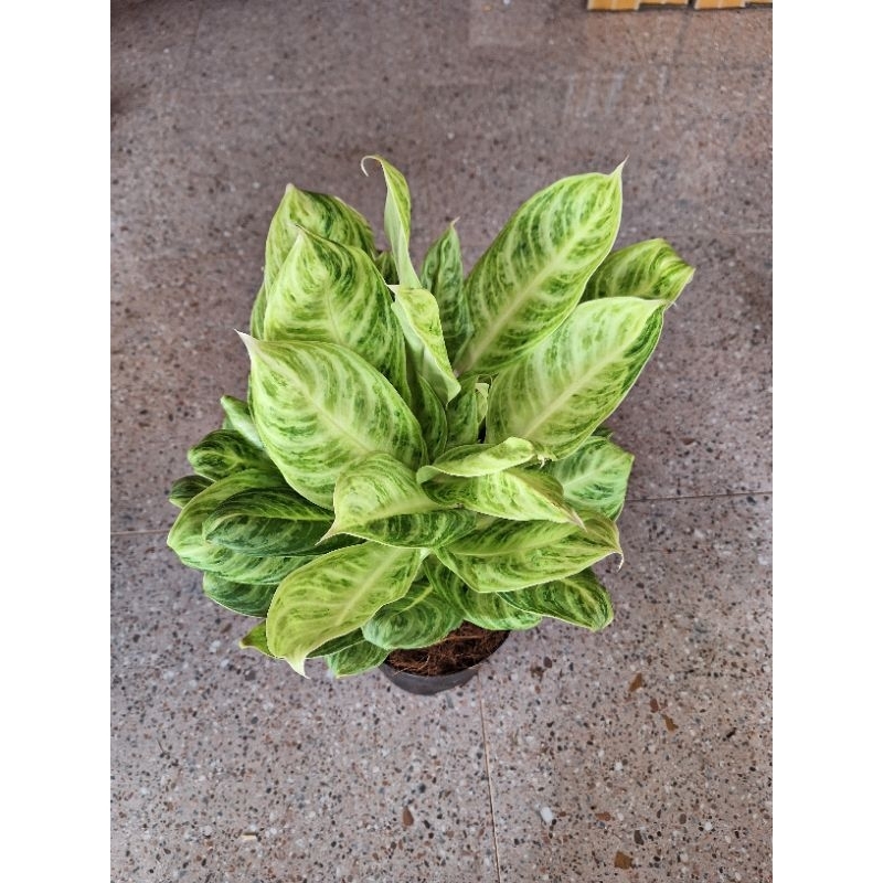 Aglonema soft green rumpun size jumbo