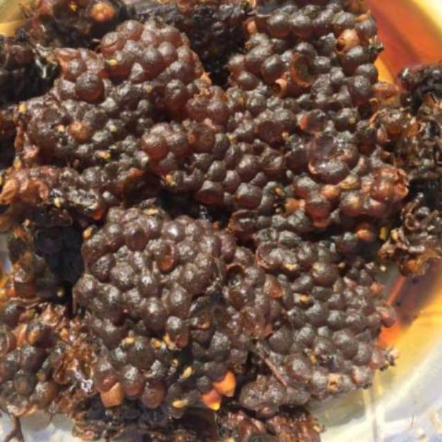 Sarang Madu Trigona Klanceng Kelulut Sarang Lebah Madu Sarang Madu Tawon