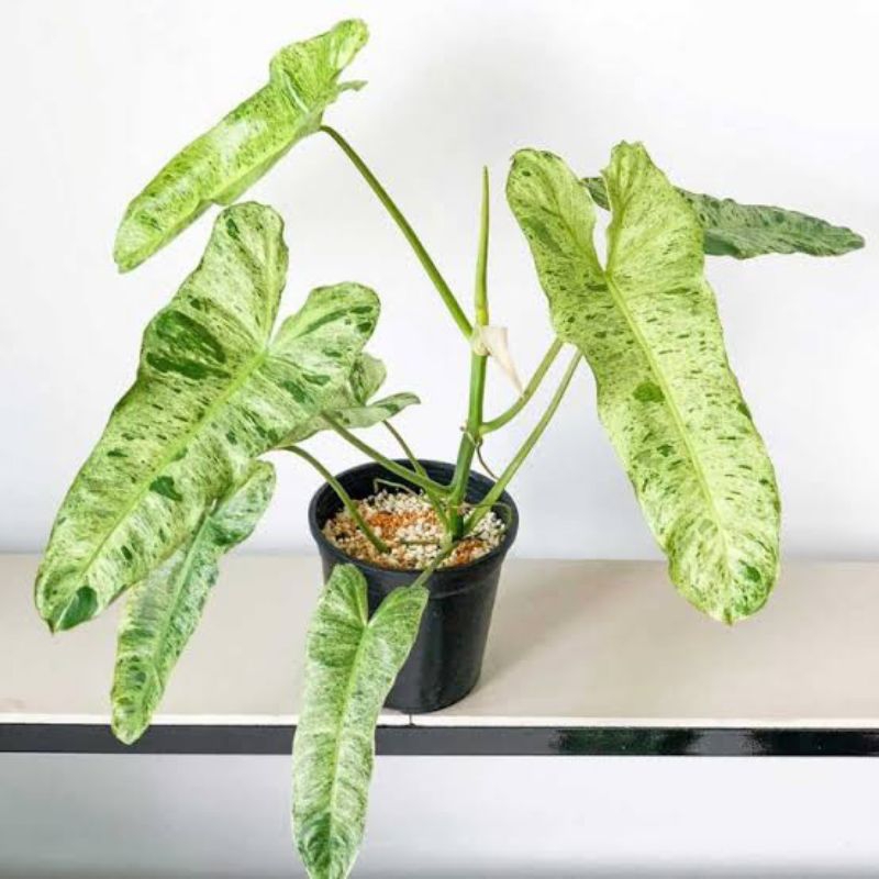 Tanaman hias philodendron parasio Verde - Philo verde