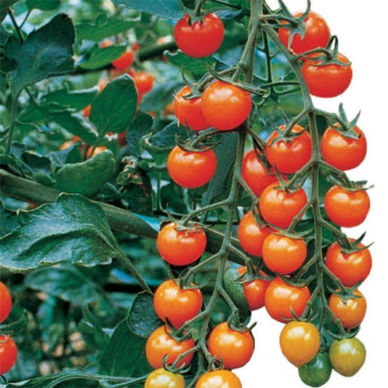 4biji -  Benih tomat cherry orange golden gem F1