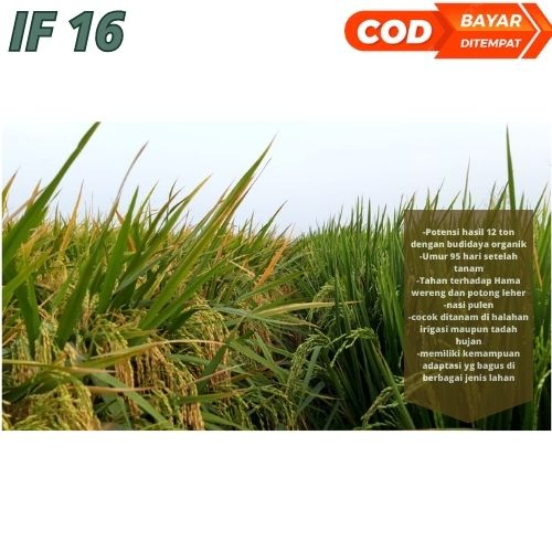 Benih Bibit Padi Unggul IF 16 / Bibit Unggul bobot 1kg Berkualitas