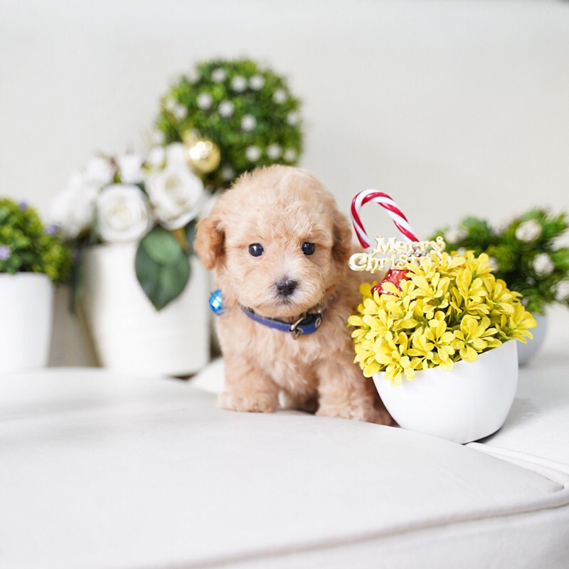 Tiny Toy Poodle Puppy Fawn Apricot Teddy Bear