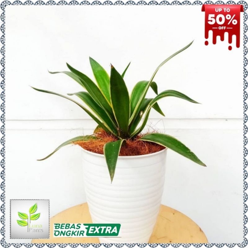 tanaman hias siklok agave - tanaman siklok agave