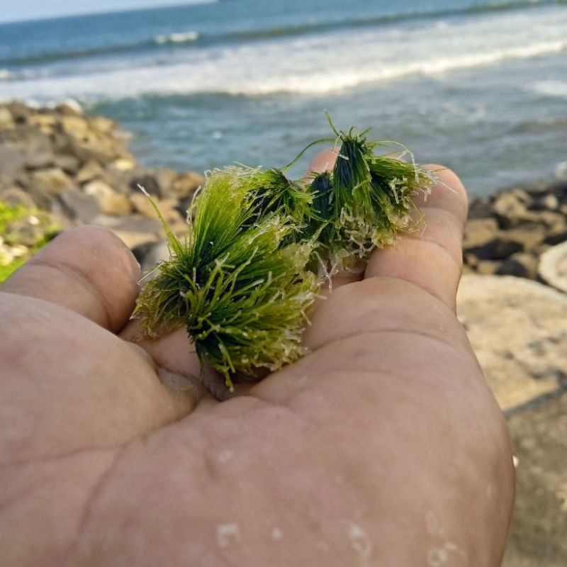 

Rumput Laut Jarum segar langsung Dari laut Media Akuarium Laut /100gm
