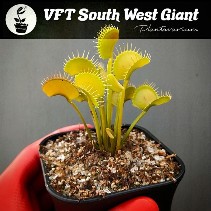 Tanaman Karnivora Venus Fly Trap VFT South West Giant