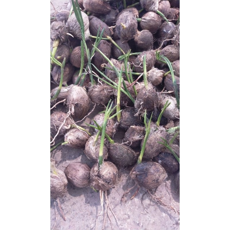 bibit pinang batara paket 1200 butir