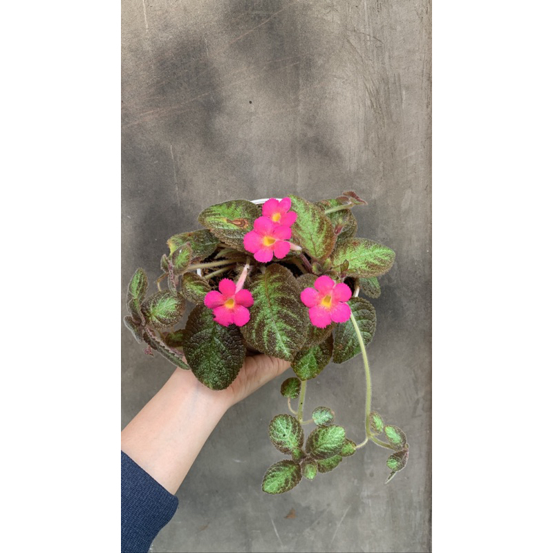 Episcia pink panther (bunga pink)