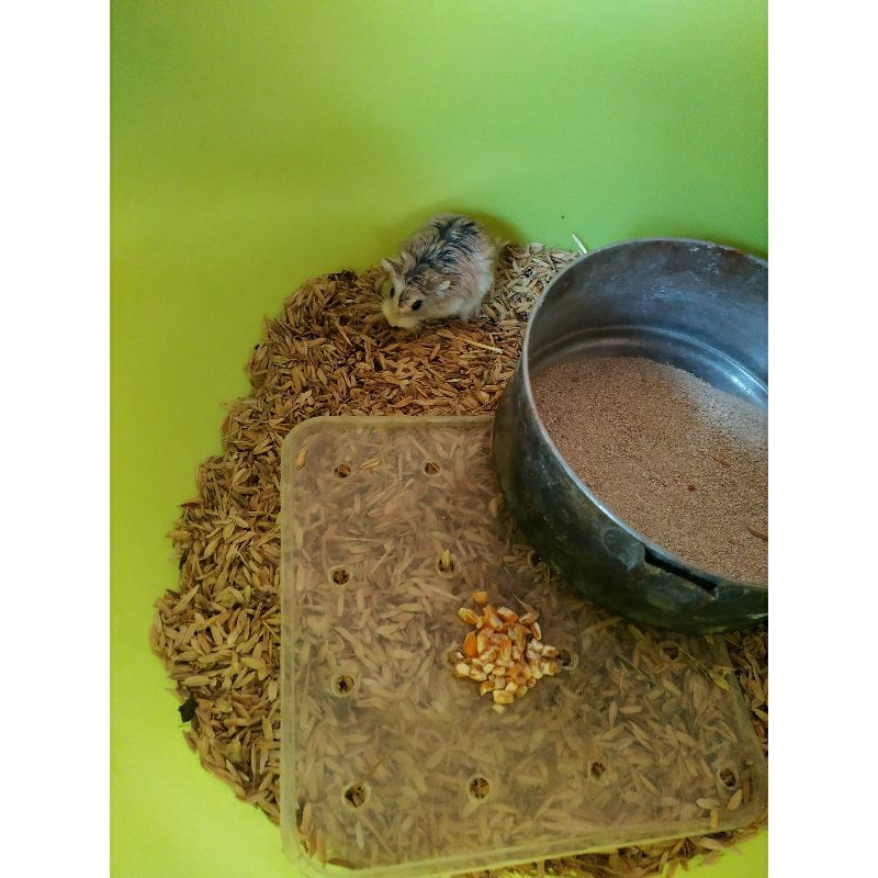 hamster Roborovski