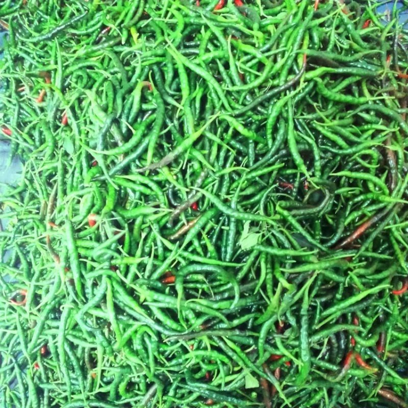 

Cabai Keriting Hijau