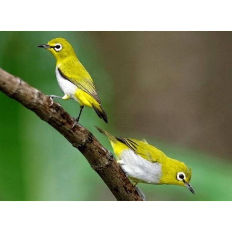 pleci bustomi ori pilihan jantan super