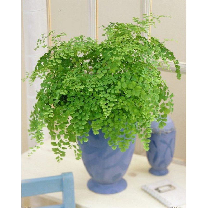 (COD) Tanaman Suplir Kipas / Adiantum