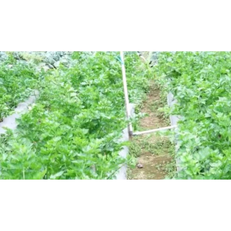 

sayur