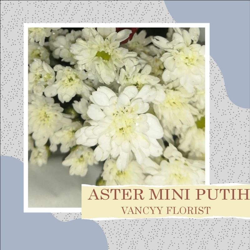 Bunga Aster Mini Putih / Bunga Fresh Aster Mini / Bunga Potong Aster Mini/ Bunga Aster Mini Ready Ba