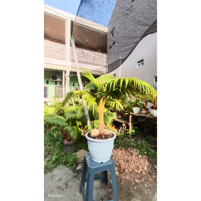 bonsai kelapa gading orange bonggol