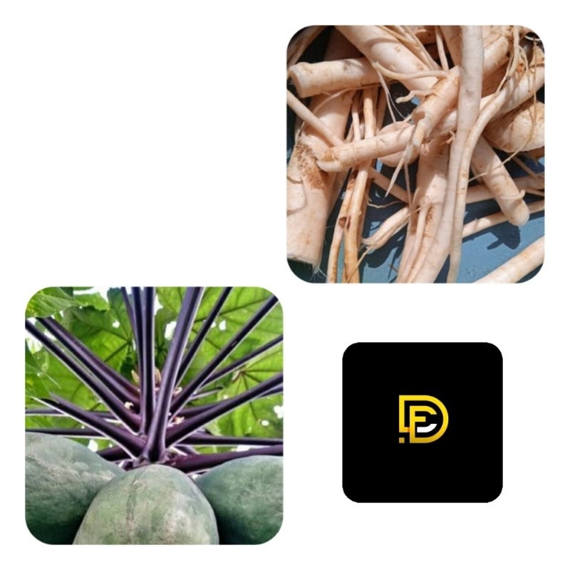 

Akar pepaya ungu akar pepaya wulung segar 1 kg-az