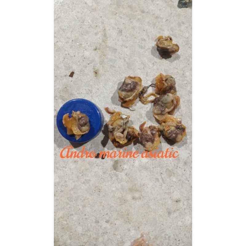 

Daging kerang dara/bulu kupas