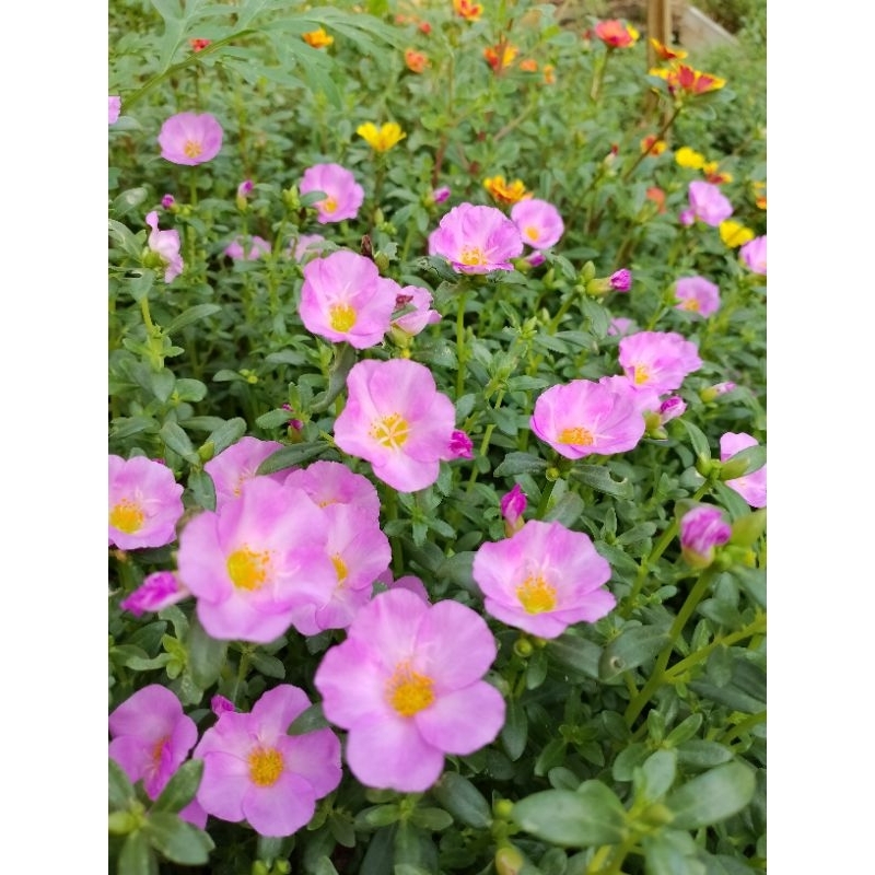 krokot Duna salvia import