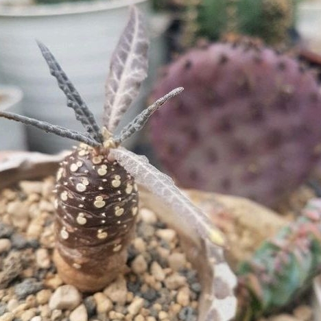 Dorstenia Lancifolia