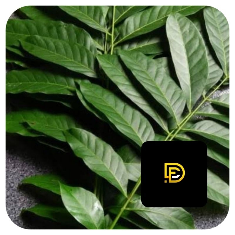 

Daun mahoni segar daun pohon mahoni 1 kg-az
