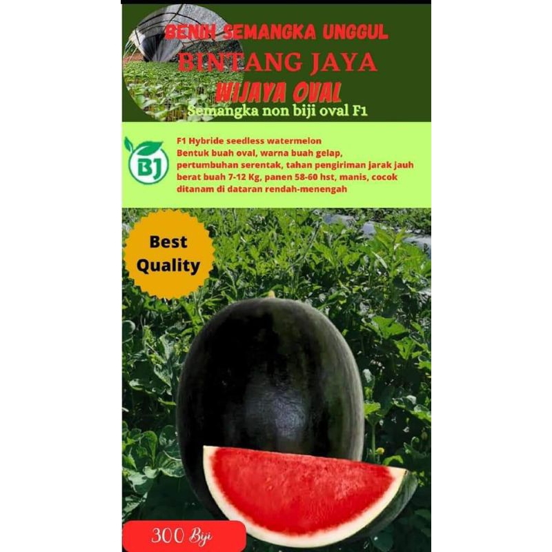 Benih Semangka Hibrida Unggul F1 Wijaya Oval Non Biji Lonjong