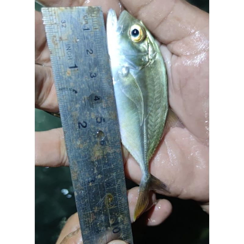 ikan GT Giant Travelly fresh water size 8-10cm