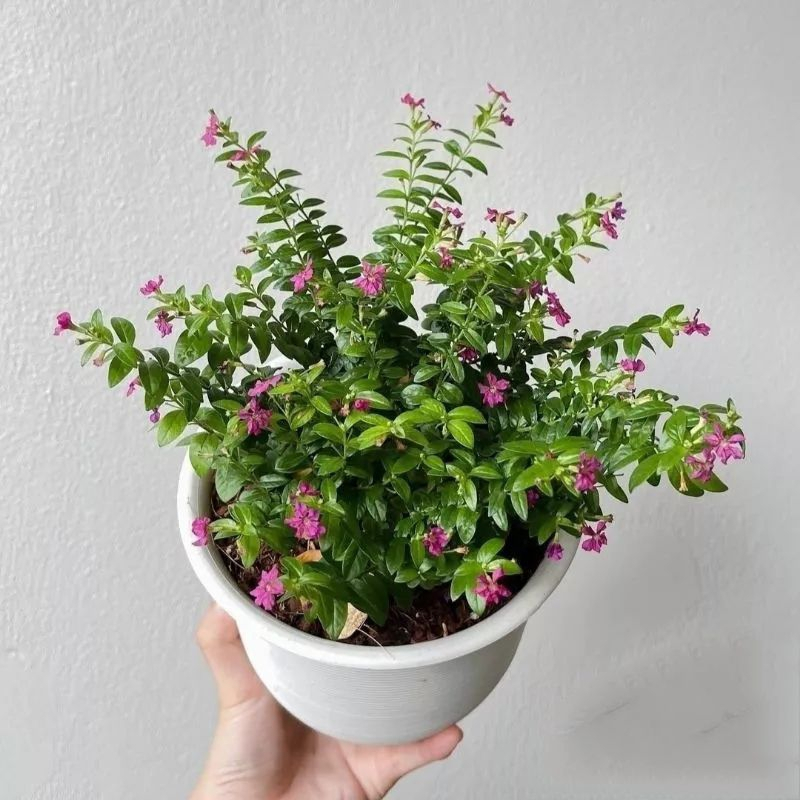 Bunga Hias Taiwan Beauty Bunga Ungu & Putih - Tanaman Hias Taiwan Beuty Bunga Ungu / Tanaman Hidup B