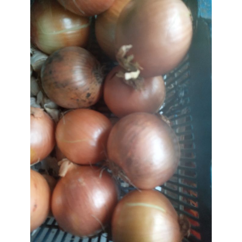

BAWANG BOMBAY (UK.SEDANG)