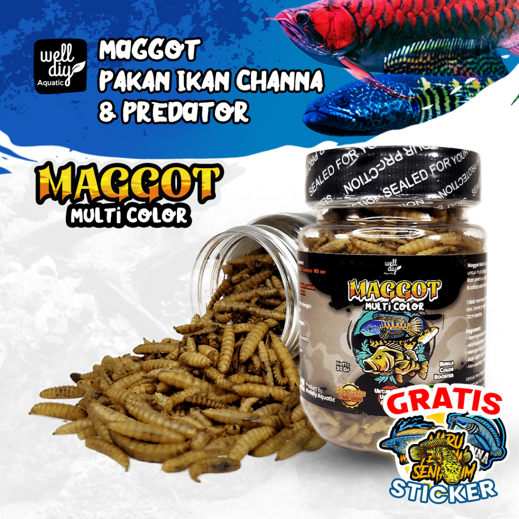 Maggot Kering Multi Color Pakan Ikan Channa - 30g