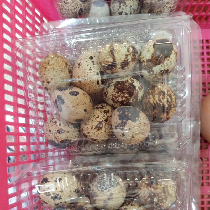 

Telur Puyuh 10 Butir +- 100gr