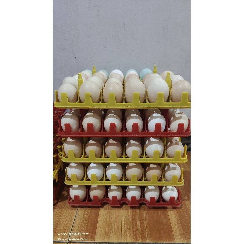telur tetas ayam kampung Yudistira FS