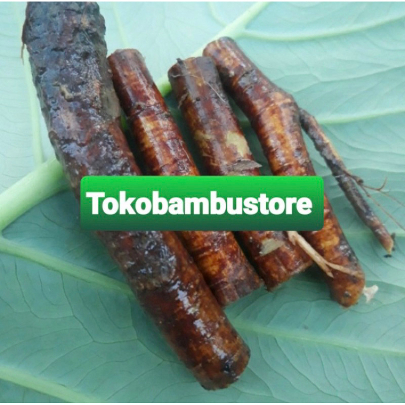 

Khusus akar awar awar akar daun awar awar 500 gram-az