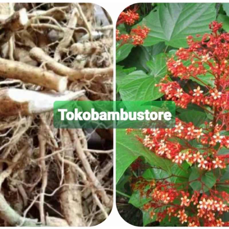 

Akar pagoda akar bunga pagoda segar 250 gram-az