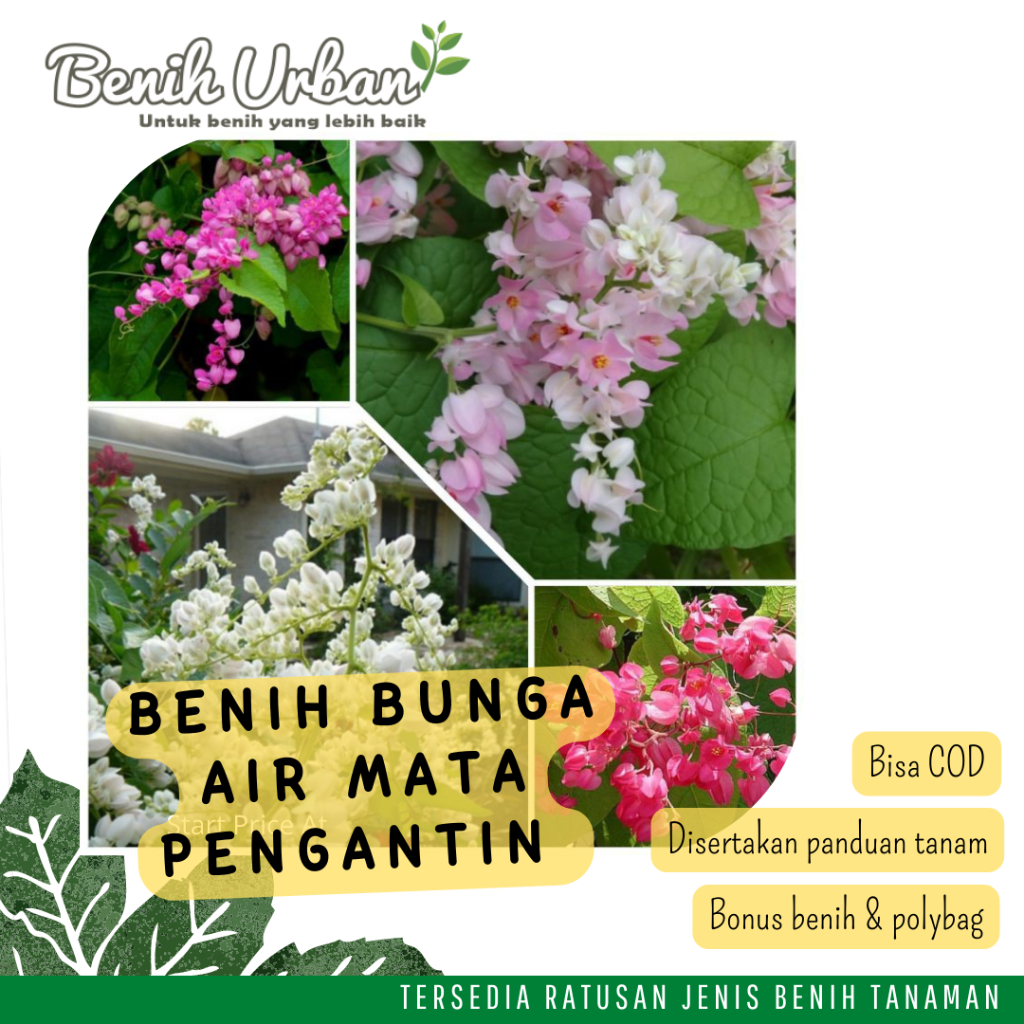 Biji Benih Bunga Rambat Air Mata Pengantin