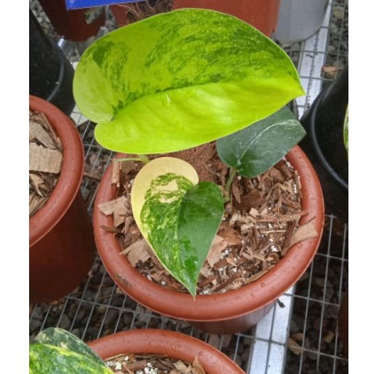 Tanaman Hias Scindapsus Jade Satin Varigata Aurea (Jade Satin Var Yellow)
