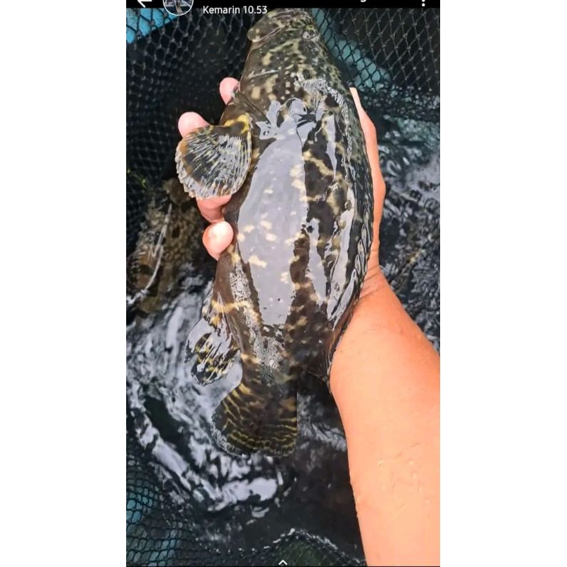 

IKAN KERAPU CANTRANG SEGAR DAN BERGARASI