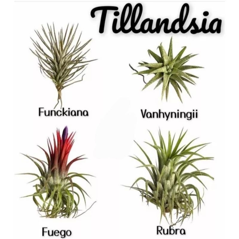 Tillandsia Rubra Druid Houston Fuego