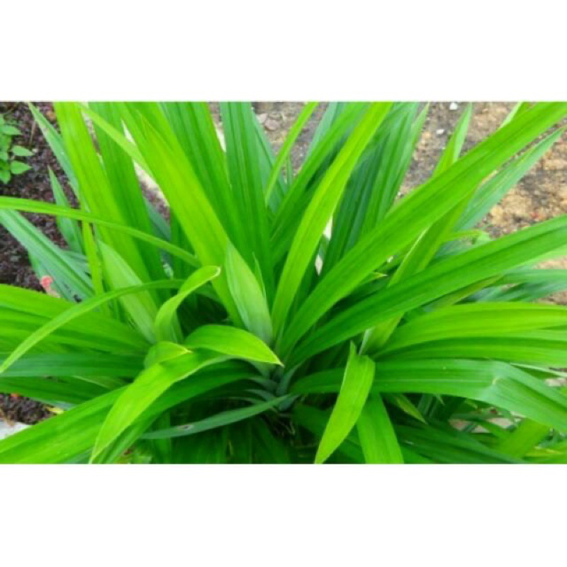 

DAUN PANDAN SEGAR PER IKAT