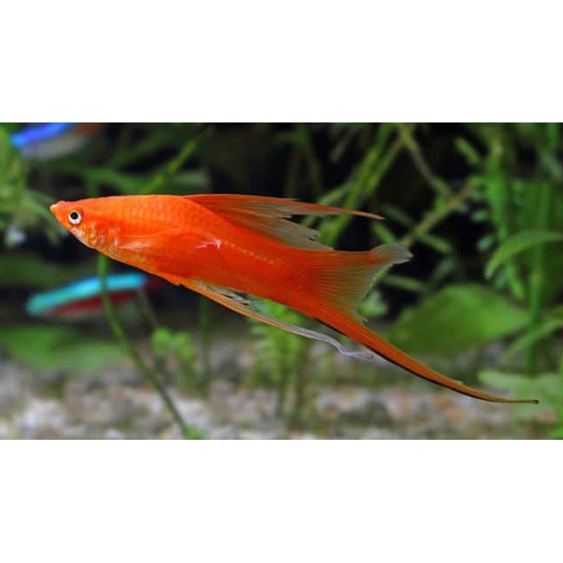 Platy pedang | Platy swordtail hiasan dasar aquarium