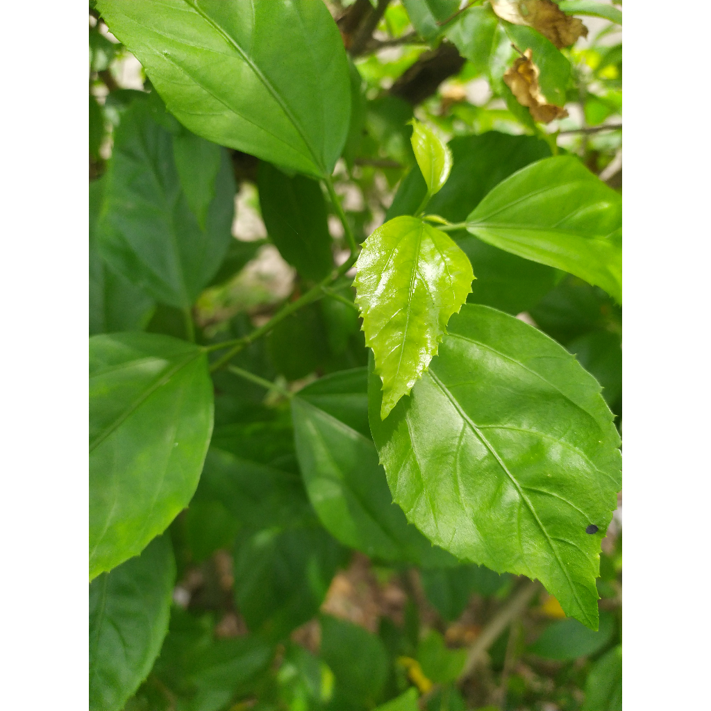 

()()()()DAUN bunga sepatru / WORA WARI BANG.,M()()()()()