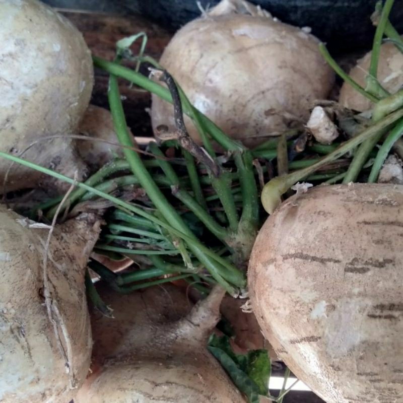 

Buah Bengkoang Bengkuang