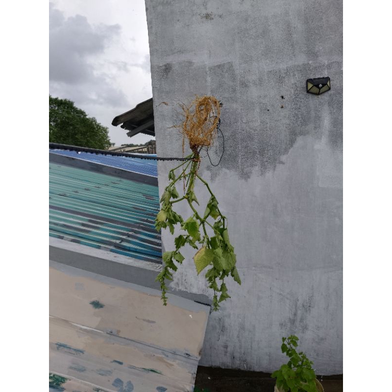 

akar matcho herbal daun matchobpunya akar