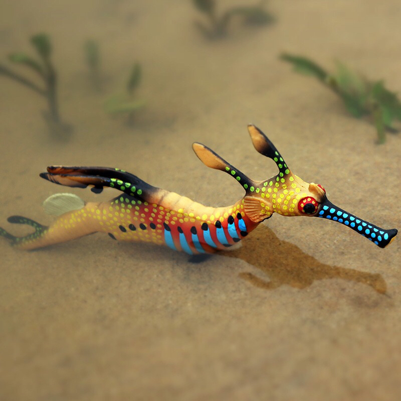 PHYLLOPTERYX TAENIOLATUS Naga Laut Rumput hewan laut kuda laut